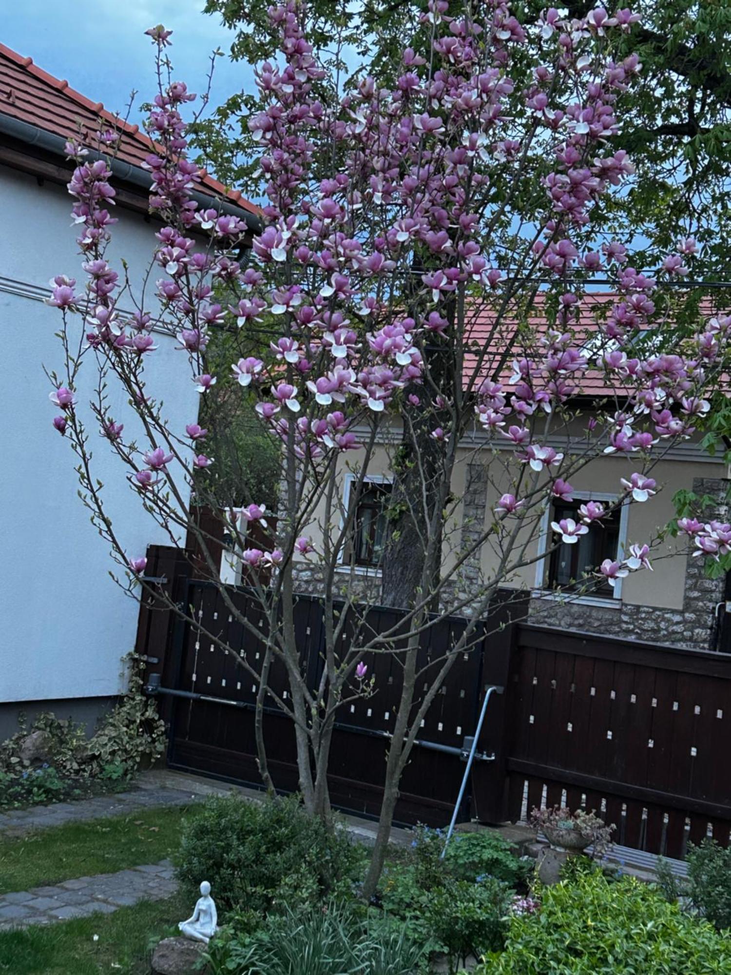 דירות מישקולץ Magnolia Garden מראה חיצוני תמונה