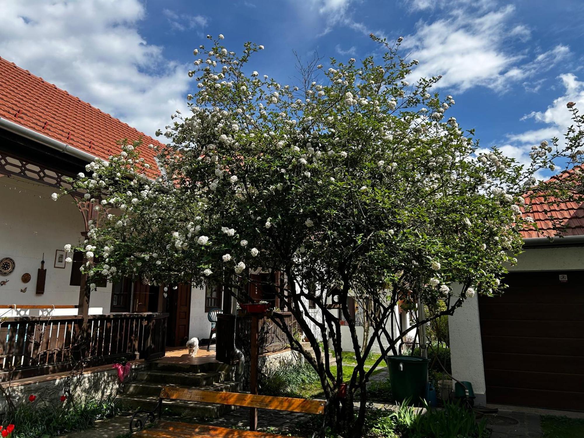 דירות מישקולץ Magnolia Garden מראה חיצוני תמונה